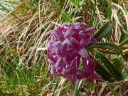 43 Daphne cneorum...profumatissima !